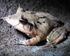 frogs image gallery
