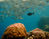 image gallery - underwater